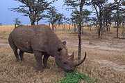 Morani Rhino Kenya